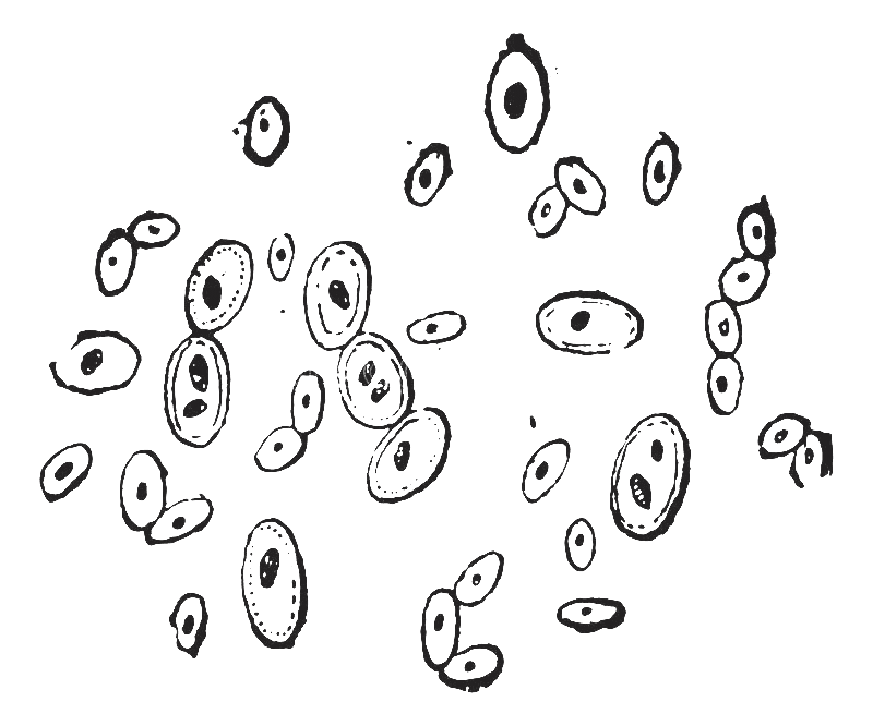 啤酒酵母 - 示意圖