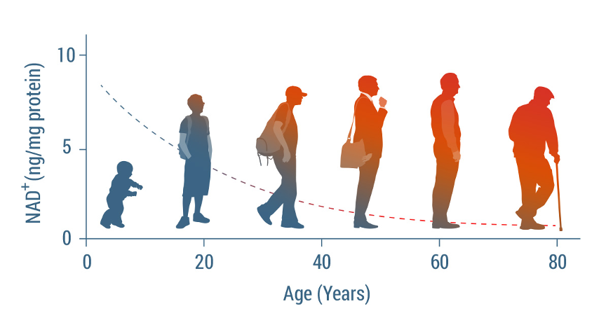 年齡增長示意圖